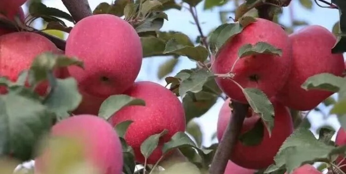 九游老哥J9俱乐部官网 - J9俱乐部老哥互换社区